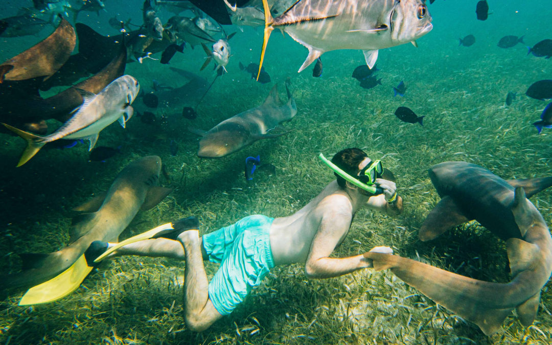 Hol Chan and Shark Ray Alley Marine Reserve